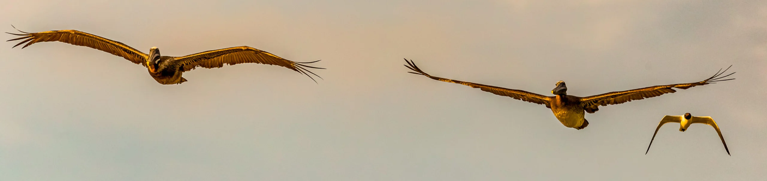 Birds in flight